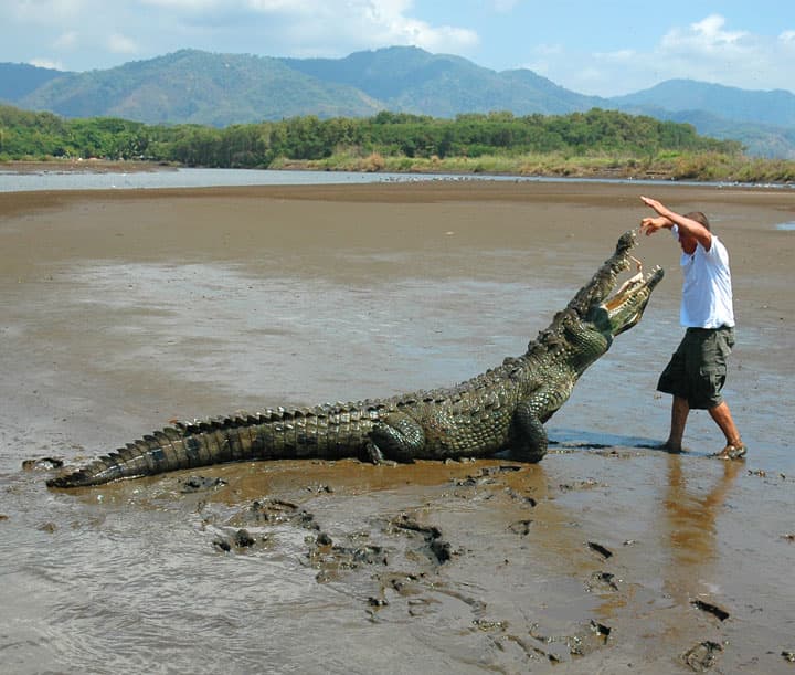 Crocodile Tour