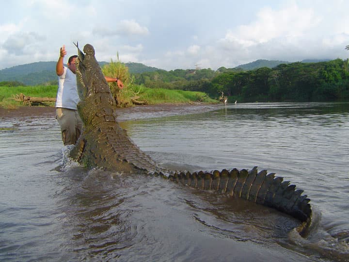 Crocodile Tour