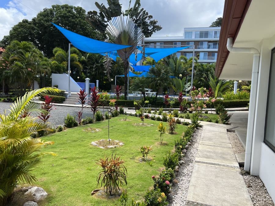 Blue Macaw
