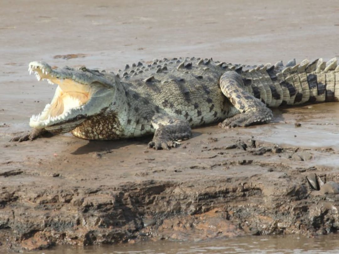 Crocodile Tour
